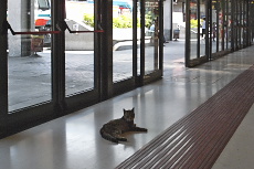 冷房の効いた中央駅で涼むネコ