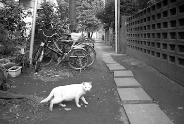 雑司ヶ谷の路地と猫